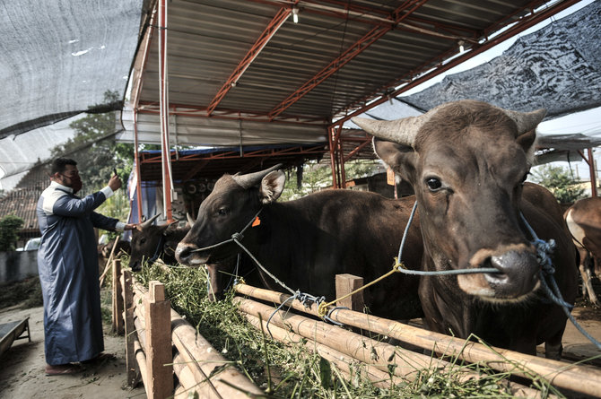 pasar hewan kurban virtual