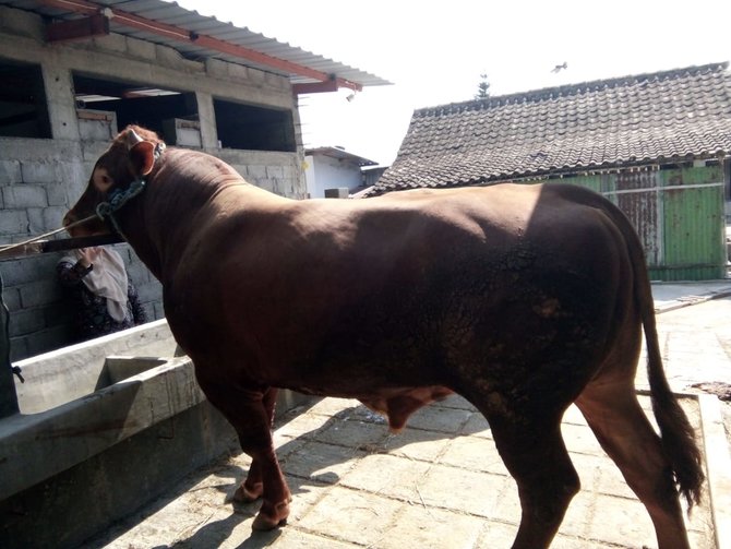 sapi kurban jokowi di solo