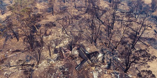 Hampir Tiga Miliar Hewan Terbunuh Dan Telantar Akibat Kebakaran Hutan Australia Merdeka Com