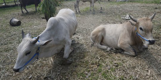 Dua Sapi Kurban Milik Warga di Depok Kabur dan Tercebur ke Kali