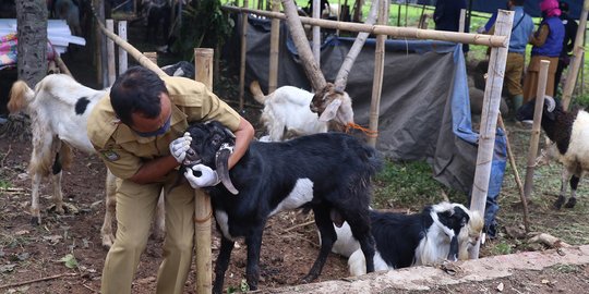 Kurangi Plastik, Wali Kota Palembang Serukan Daging Kurban Dibungkus Daun Pisang