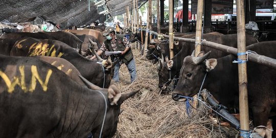 Kesiapan RPH Cakung Jelang Pemotongan Hewan Kurban di Tengah Pandemi