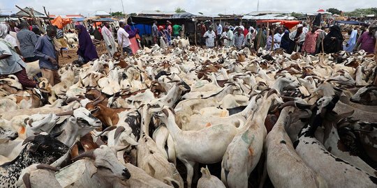 Menengok Kesibukan Pasar Hewan Somalia Jelang Idul Adha