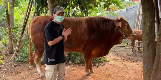 Arief Muhammad Kurban Sapi Limousin Untuk Anaknya, Bingung Salurkan Dagingnya
