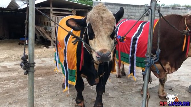 sapi kurban raffi ahmad