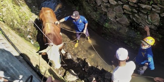 Ngamuk, Sapi Kurban di Bandung Terperosok Parit Sedalam 2 Meter