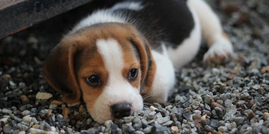 7 Jenis Anjing Kecil yang Umum Dipelihara, Lucu dan Menggemaskan