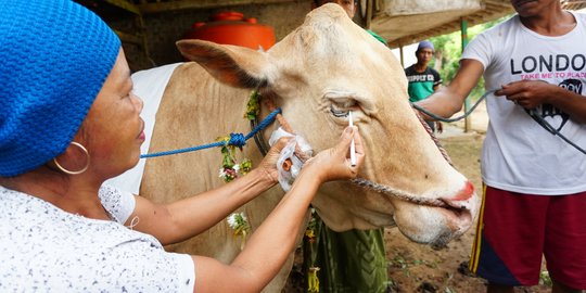 Unik, Ada Tradisi Merias Hewan Kurban di Banyuwangi