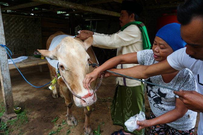 tradisi merias hewan kurban di banyuwangi