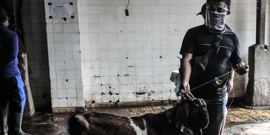 Kemenag Minta Panitia Semprotkan Disinfektan di Lokasi Penyembelihan Hewan Kurban