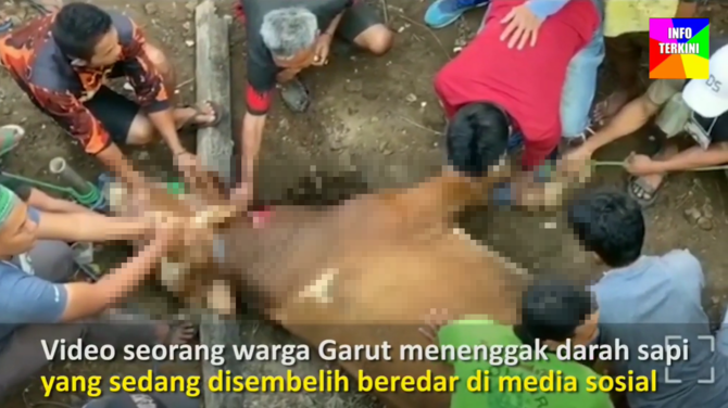 tangkapan layar viral pria tua di garut meminum darah sapi di lokasi penyembelihan hewan kurban