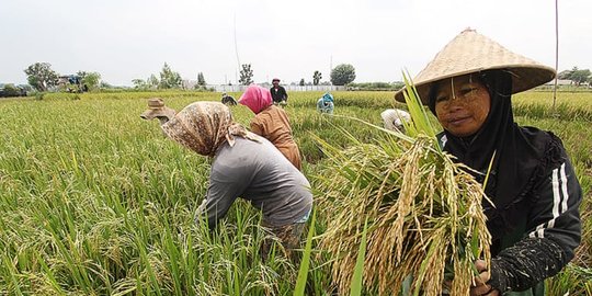 Meski Dihantam Corona, Nilai Tukar Petani Tumbuh Positif 0,49 Persen