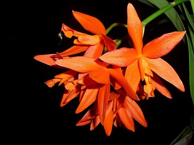 13 Macam Bunga Anggrek Paling Cantik Di Indonesia Cocok Untuk Budidaya Halaman 4 Merdeka Com