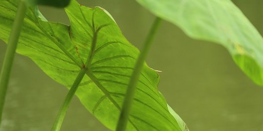 7 Manfaat Daun Talas untuk Kesehatan, Bantu Jaga Sistem Pencernaan