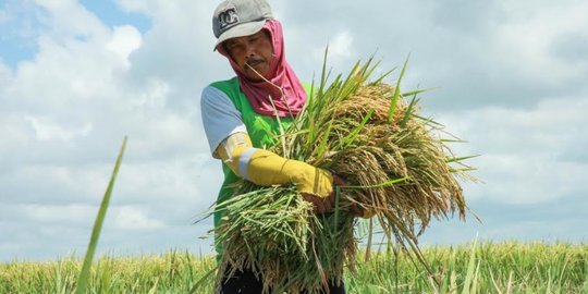 Panen Padi Bulan Juli di Banyuwangi Capai 88,7 ribu Ton