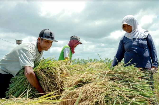 petani banyuwangi panen padi