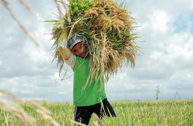 petani banyuwangi panen padi