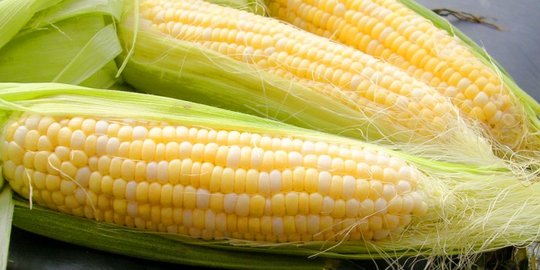 Cara Menanam Jagung di Rumah, Efektif dan Mudah Dilakukan