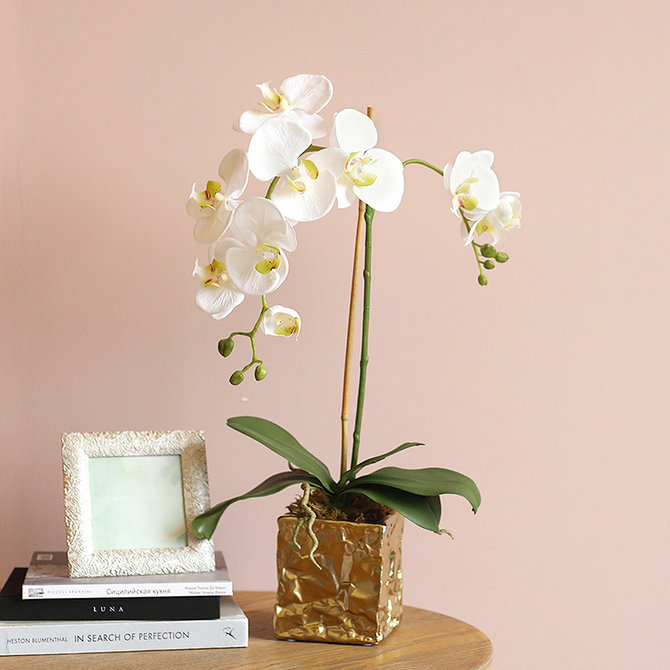 orchid