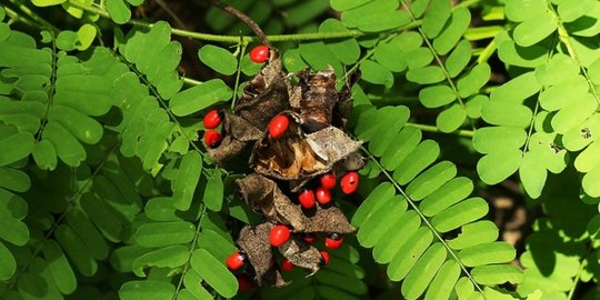 Mengenal Fungsi Stomata Pada Tumbuhan Yang Paling Utama Pelajari Selengkapnya Merdeka Com