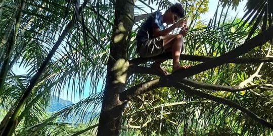 Perjuangan Pelajar di Simalungun Belajar Online, Naik Pohon Demi Dapat Sinyal