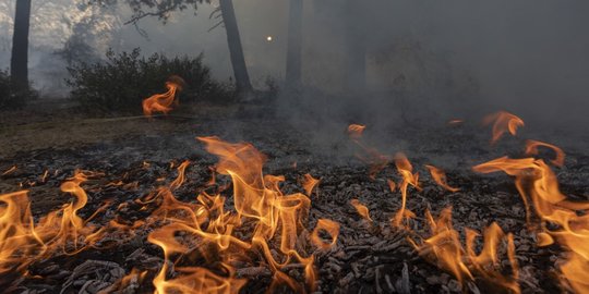 Gubernur Riau Harap Tak Ada Karhutla di Tengah Pandemi Covid-19