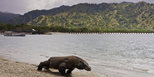 Pemda Batasi Kunjungan ke Pulau Komodo Hanya 50.000 Wisatawan per Tahun