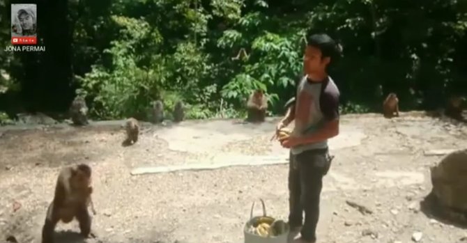 beri makan tiap hari pria ini punya cara unik panggil ratusan monyet dari hutan