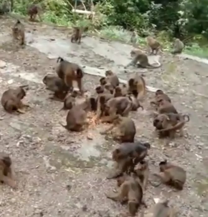 beri makan tiap hari pria ini punya cara unik panggil ratusan monyet dari hutan