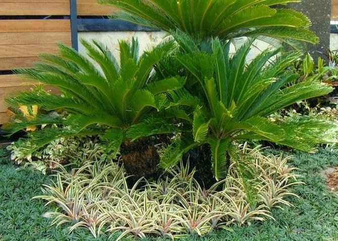 7 jenis tanaman hias batang cocok untuk mempercantik halaman depan rumah