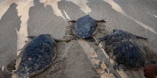 Puluhan Penyu Hijau Sitaan Dilepasliarkan di Pantai Kuta