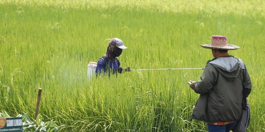 sektor pertanian bisa jadi bantalan dukung pemulihan ekonomi