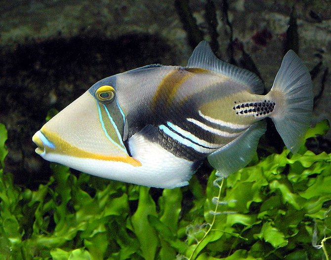 7 Jenis-jenis Ikan Laut Ekonomis Penting di Indonesia ...