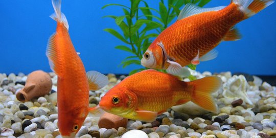 Aplikasi Bank Genetic Ikan Jadi Solusi Menjaga Keanekaragaman Hayati Indonesia