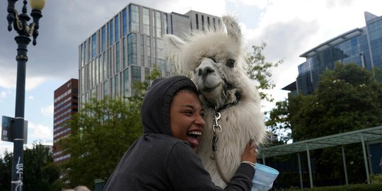 Unik, Llama Ini Tawarkan Ketenangan untuk Pengunjuk Rasa BLM di Portland