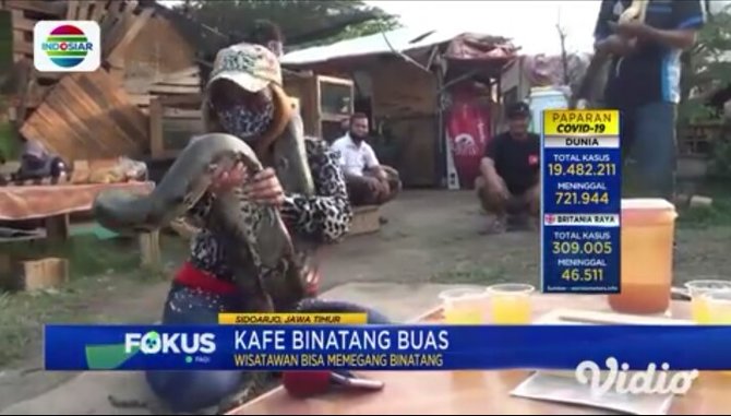 Bisa Pegang Berbagai Hewan  Buas  Begini Keseruan Nongkrong 