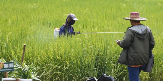 Menko Airlangga Banggakan Sektor Pertanian Tumbuh Positif di Tengah Pandemi
