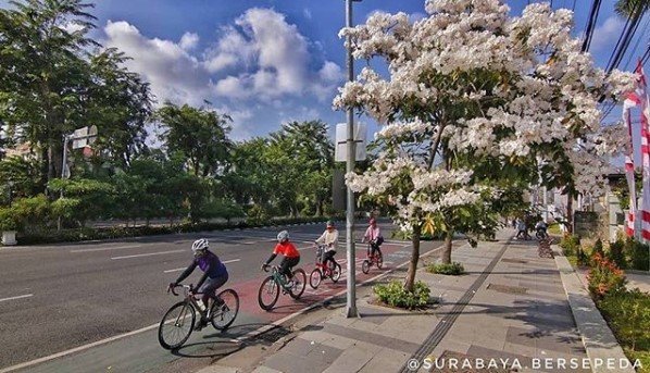 bunga tabebuya di surabaya