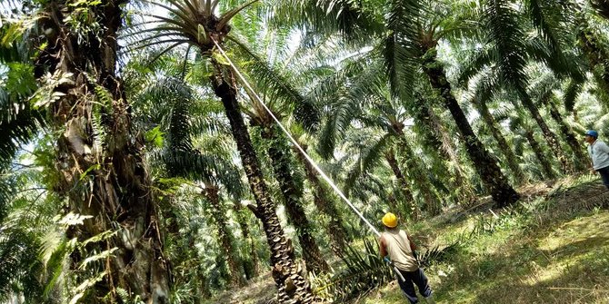 Petani Kelapa Sawit Keluhkan Skema Kemitraan Petani Plasma Korporasi ...