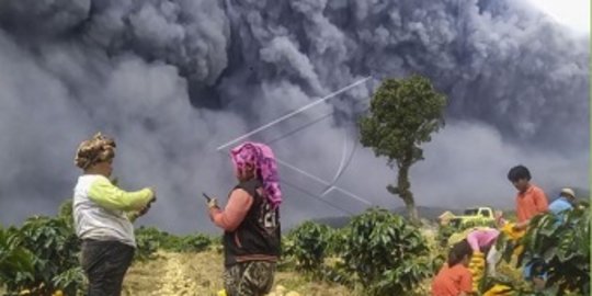 Ini Potret Warga Panen Sayuran Saat Erupsi Gunung Sinabung