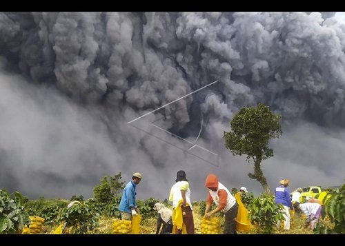 potret warga panen sayuran saat erupsi gunung sinabung