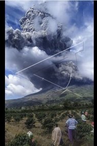 potret warga panen sayuran saat erupsi gunung sinabung