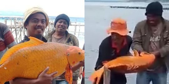 Viral Ikan Mas Jumbo 15 Kilogram di Danau Toba, Begini Video Penangkapannya
