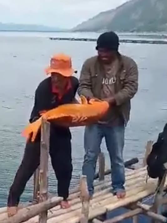 viral ikan mas jumbo 15 kilogram di danau toba begini video penangkapannya