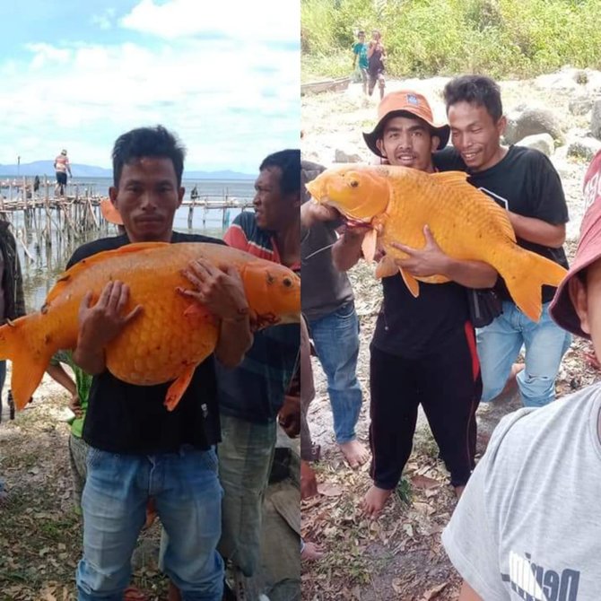 Viral Ikan Mas Jumbo 15 Kilogram Di Danau Toba Begini Video Penangkapannya Merdeka Com