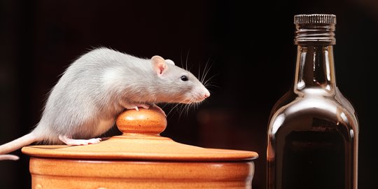 6 Penyakit Berbahaya yang Disebabkan oleh Tikus, Jangan Anggap Sepele