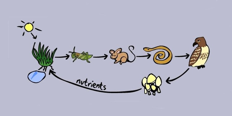 Rantai Makanan Di Sawah Beserta Contohnya Ketahui Agar Tak Merusak Ekosistem Merdeka Com