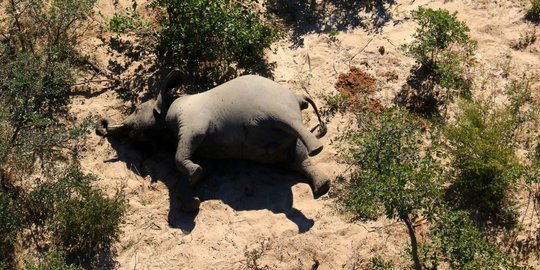 Gajah Jinak Ditemukan Mati di CRU Sampoiniet Aceh