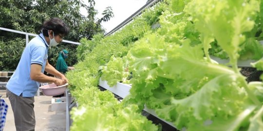 Pasutri Ini Sulap Atap Rumah Jadi Kebun Sayur, Hasilkan Rp5 Juta per Bulan