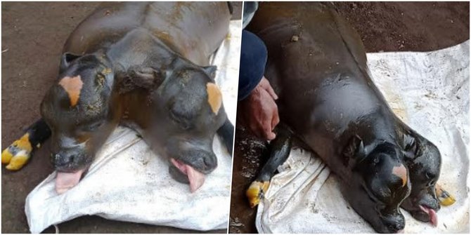 Unik, Seekor Sapi di Malang Terlahir dengan Dua Kepala